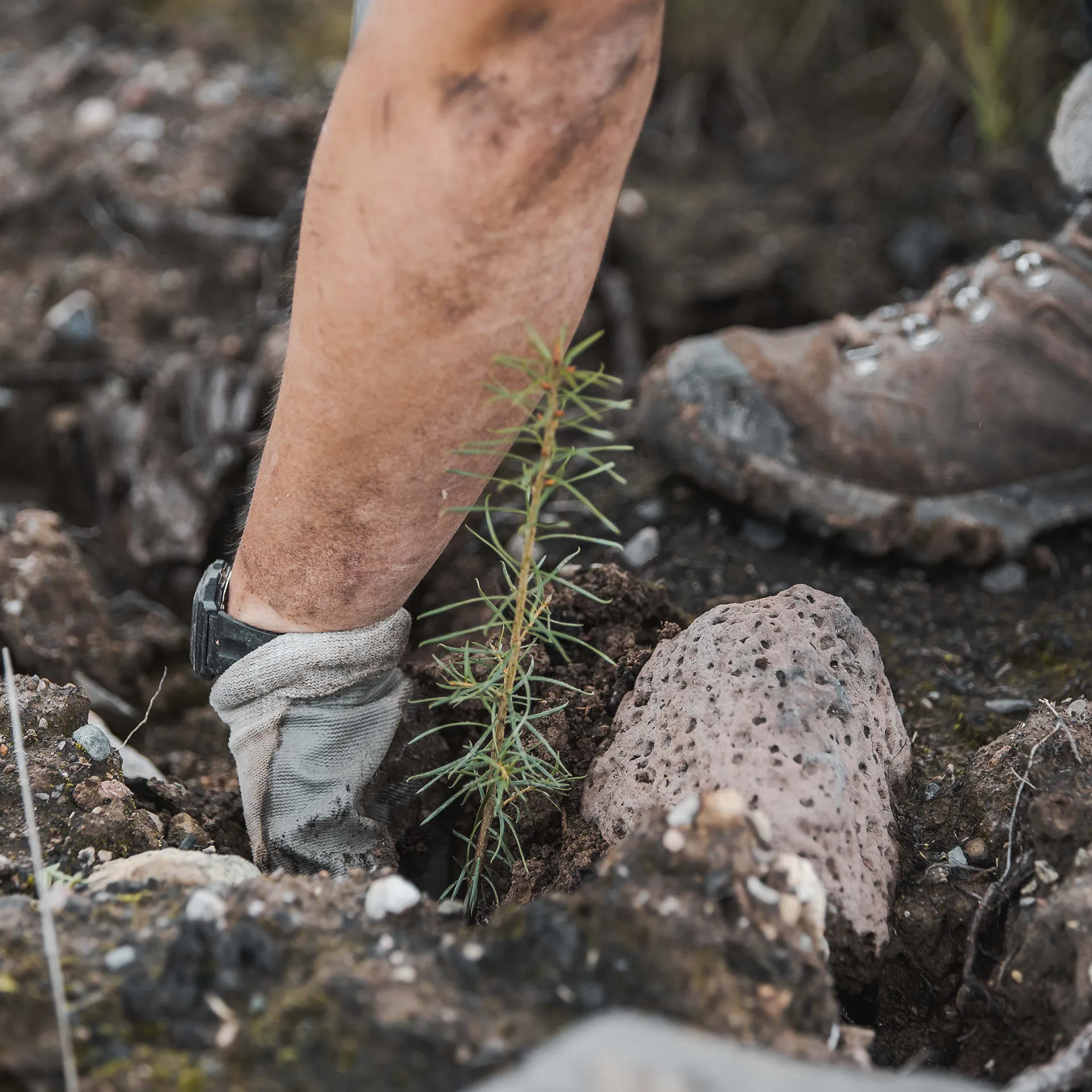 Plant a Tree (Donation) - Image 2