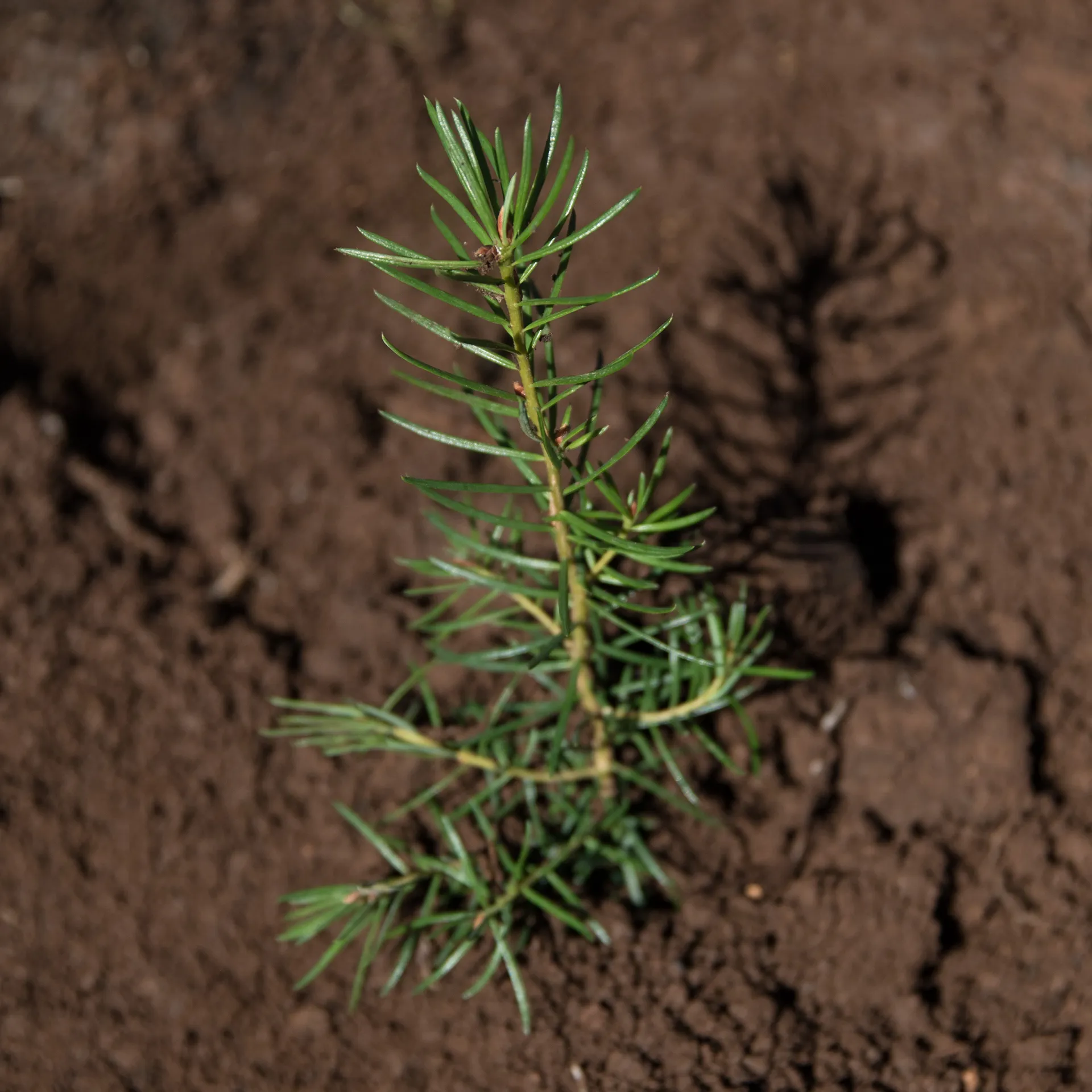 Plant a Tree (Donation) - Image 3